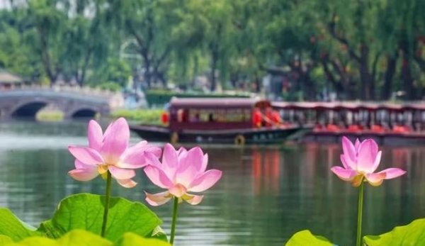 恒财网配资 北京夏日荷花盛宴！5大秘境等你打卡，哪个最惊艳？